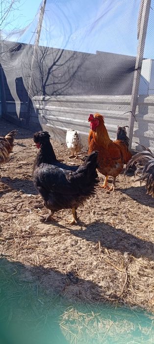 Інкубаційні яйця мішаних курей