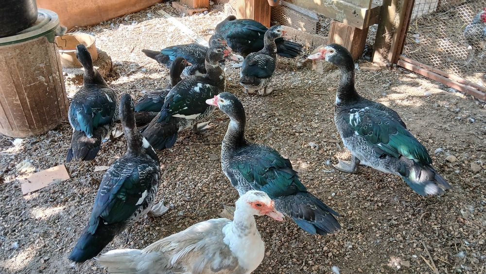 Patos mudos jovens