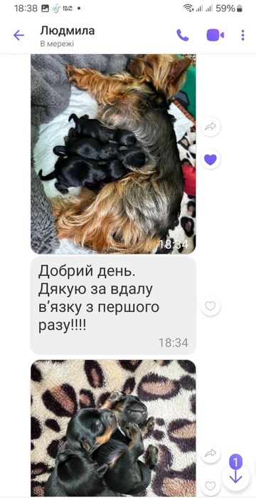 В'язка йорка (хлопчик)