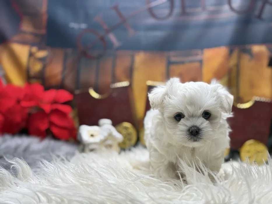 Bichon Maltês mini