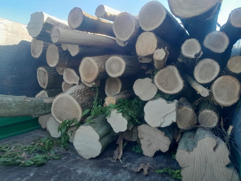 Drewno kominkowe grab dąb brzoza sosna