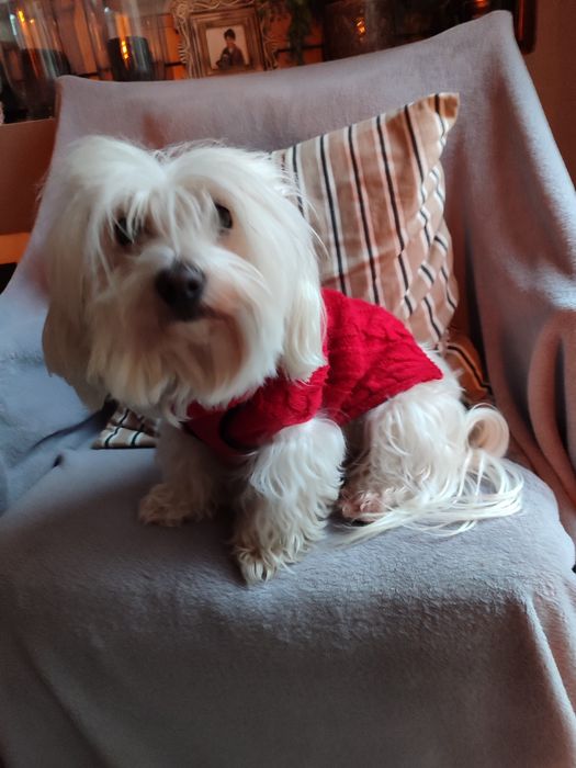 Domowy hotel dla psów