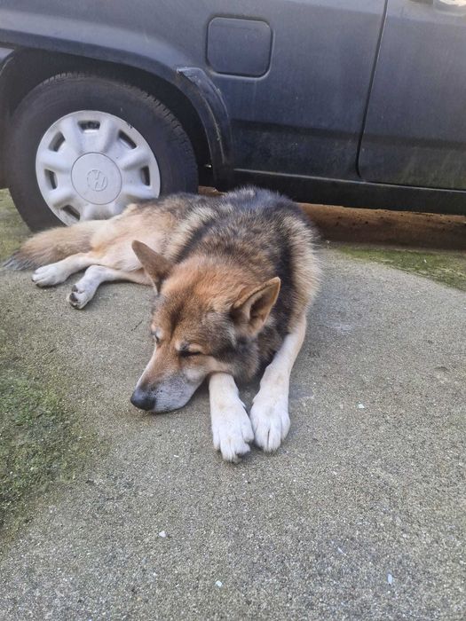 Cão Para Adoção Responsável