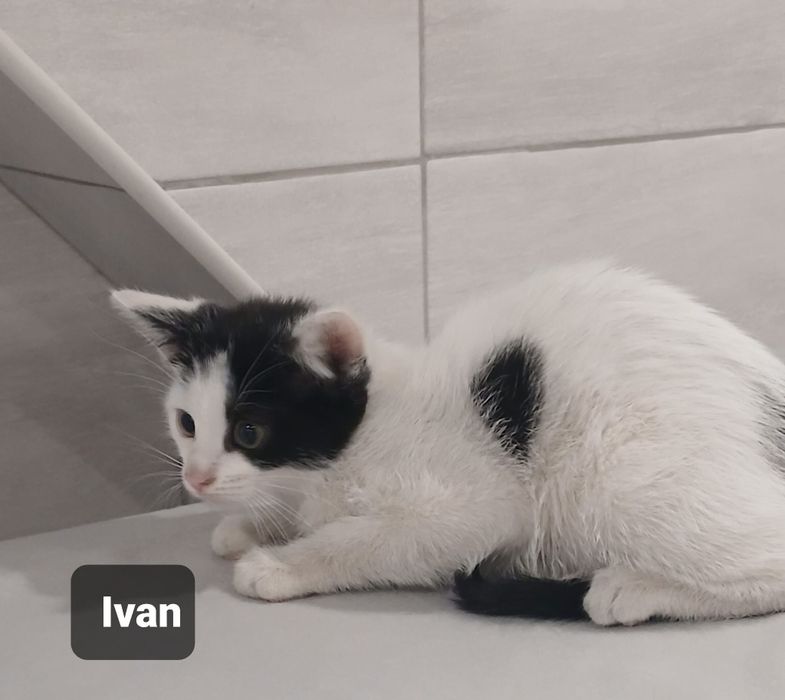 Kotki do adopcji