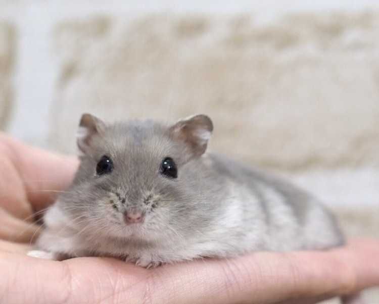 Джунгарские хомячки, хомячата, хомяки, хомяк, карликовые, джунгарики