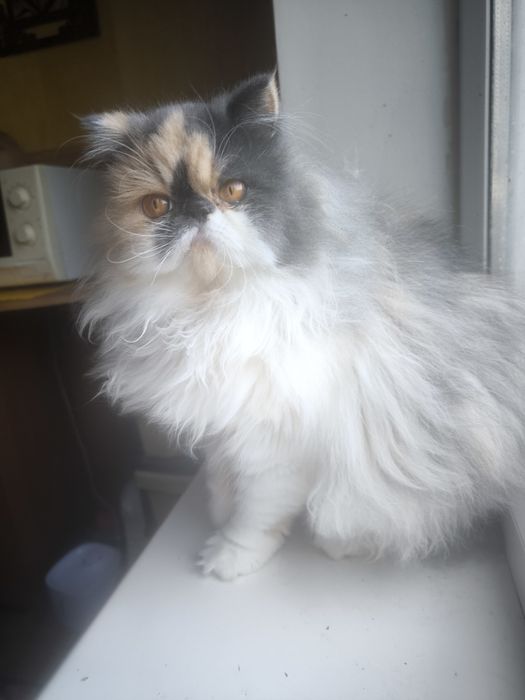 Персидская принцесса