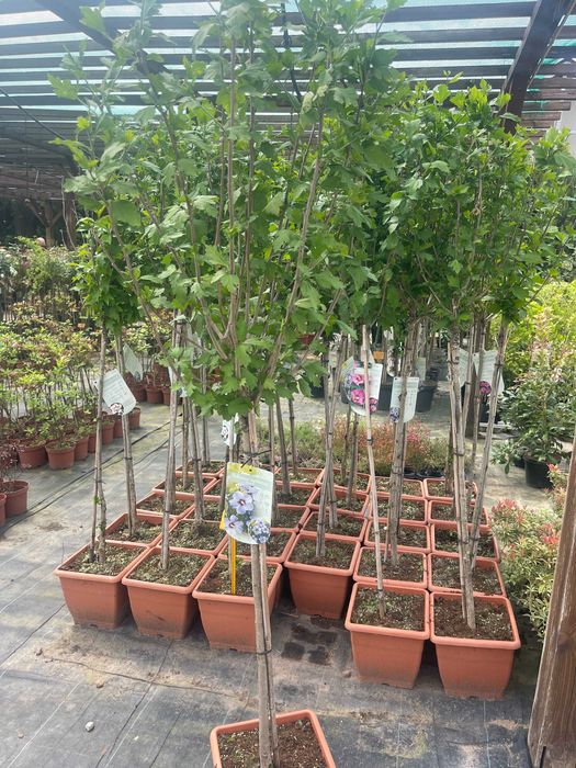 Hibiskus na Pniu Szczepiony Różne Kolory cena 180 zł