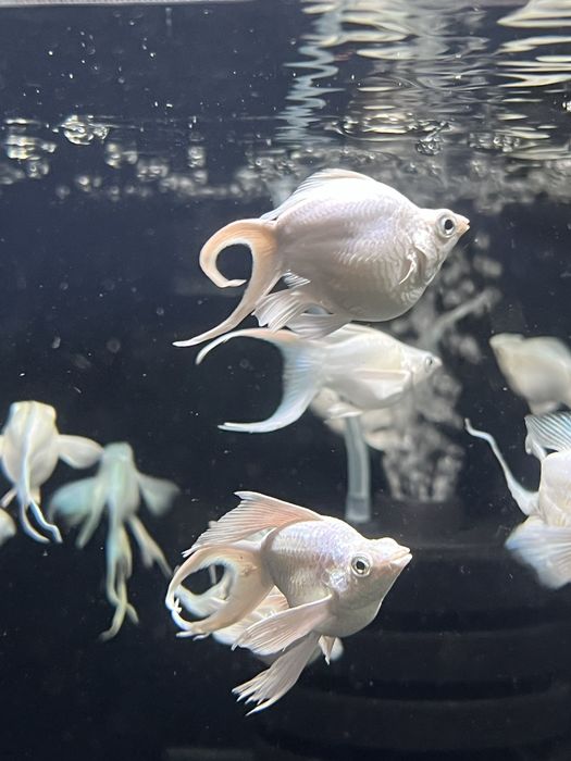 Molinezja balonowa Snow White XXL Aqualife