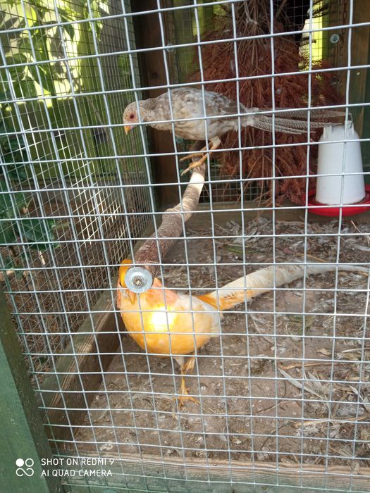 Bażanty różne rodzaje