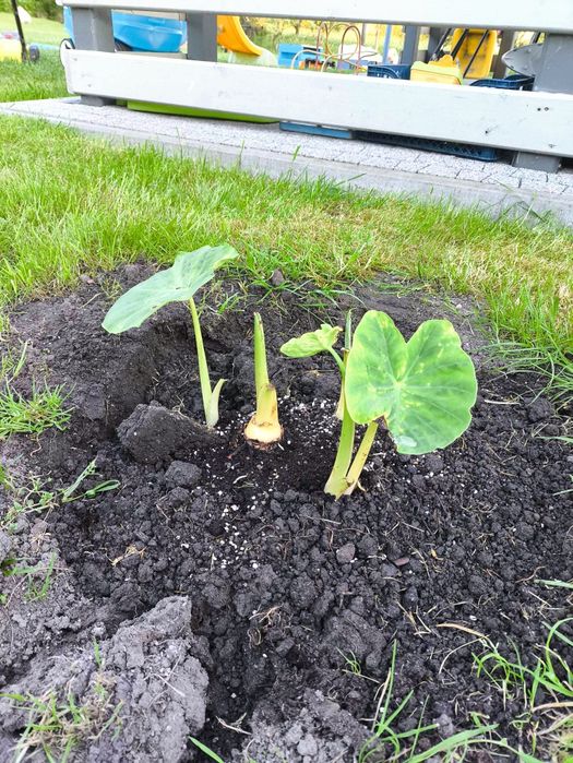 Colocasia, uszy słonia
