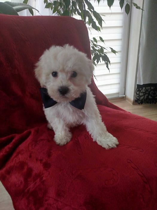 Sprzedam pieski rasy MALTIPO