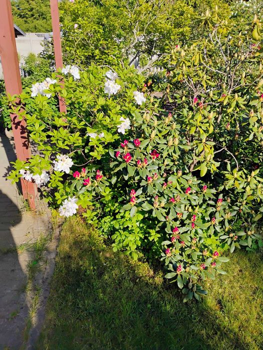 Sprzedam działkę ROD