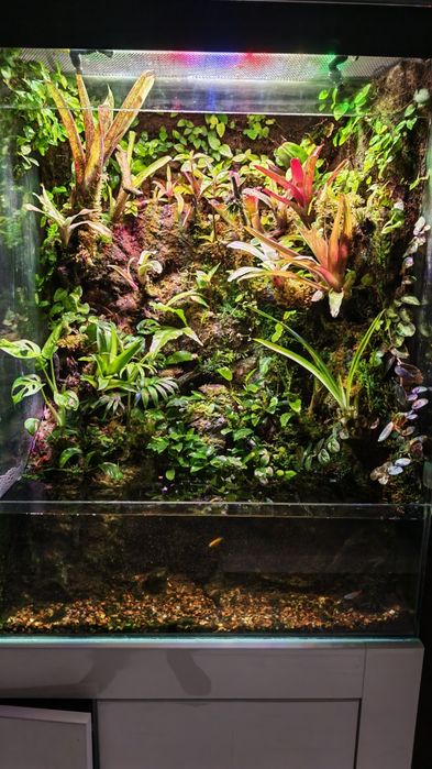Paludarium roślinne z wodospadem 80x60x40