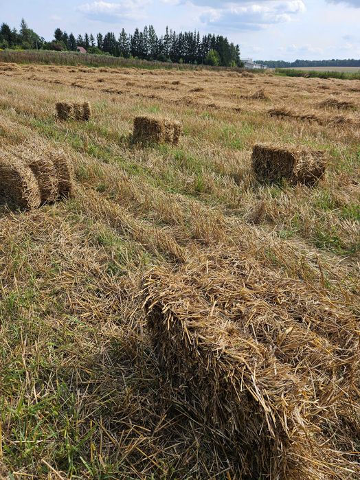 Słoma pszenna - mała kostka
