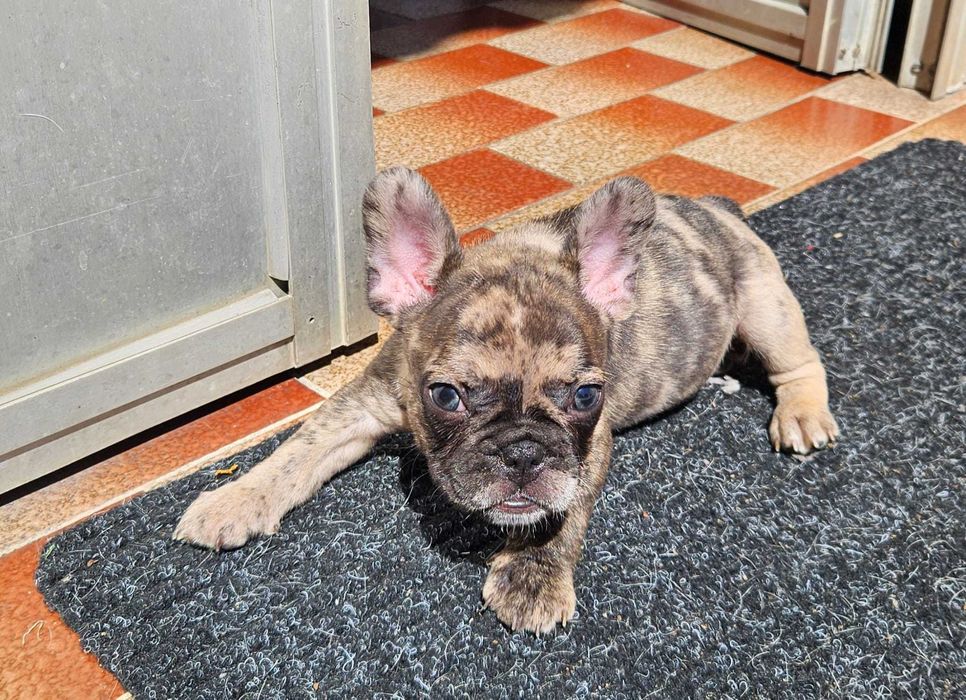 Bulldog francês negócio