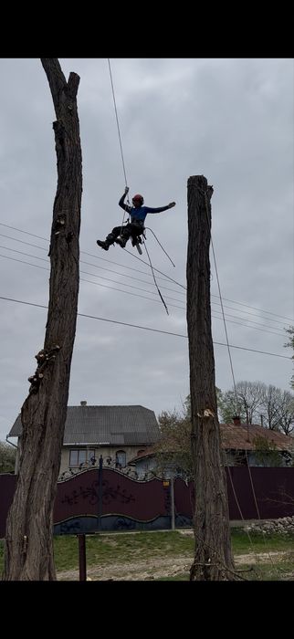 зрізання дерев методом арбористики зрізка обрізка чистка ділянок
