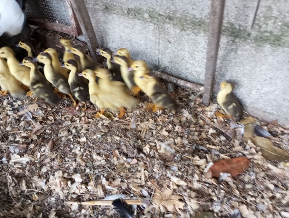 Patinhos mudos varias cores