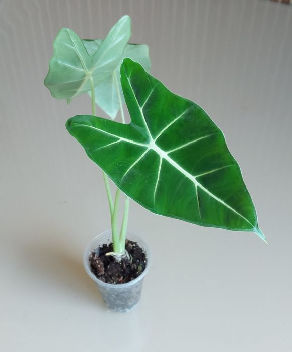 Алоказія Мішольтца