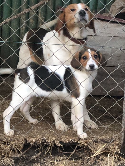 Щенята естонської гончоі