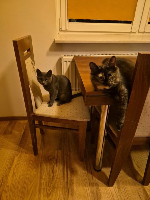 Piękna Elena szuka domu