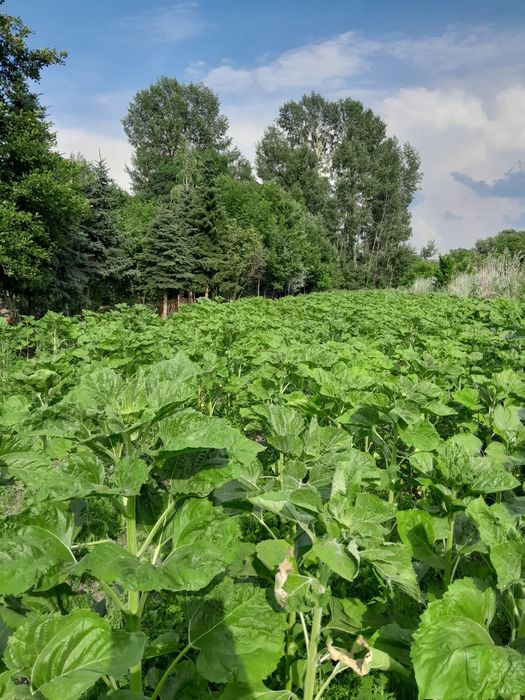 Działka Widuchowa  0,21 hektara