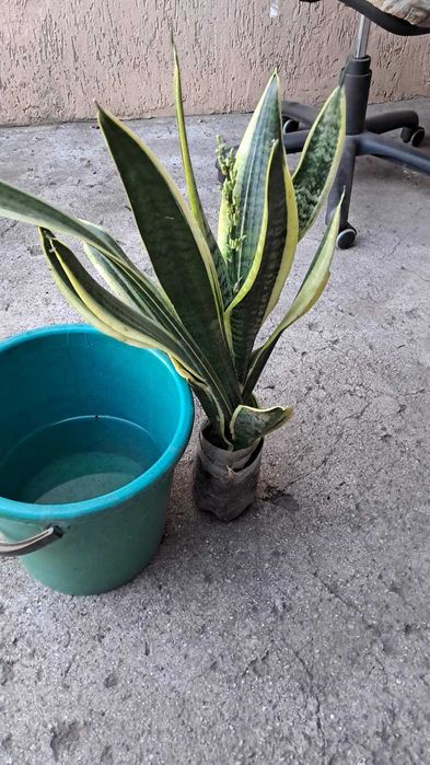 кімнатні  квіти  Сансевієрія 3 види