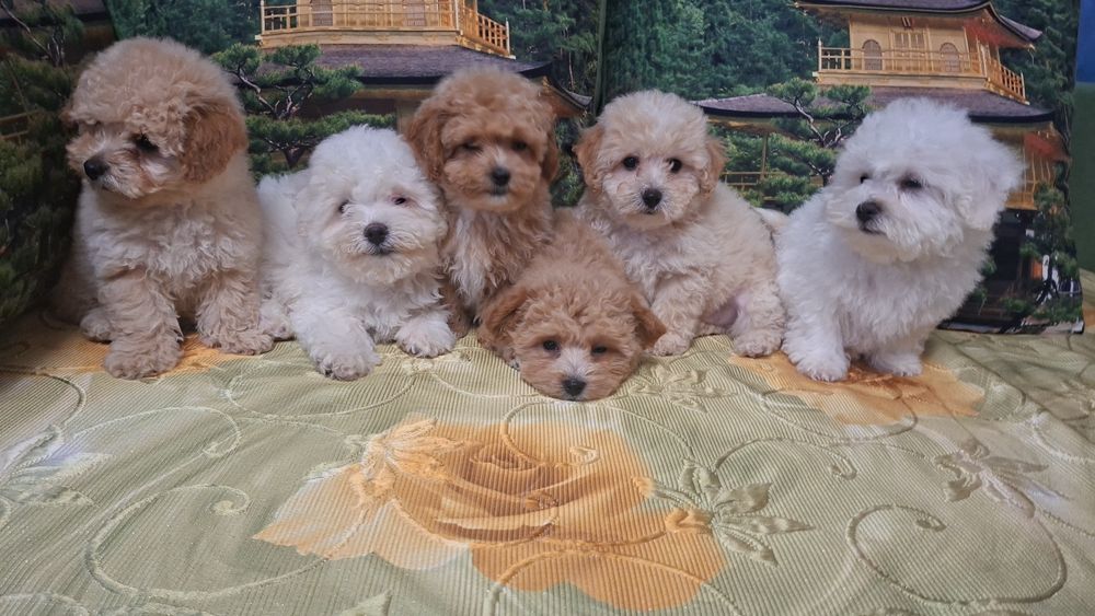 Шикарные мальтипу