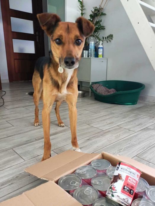 Podaruj dom cudnemu, kochanemu, łagodnemu, porzuconemu pieskowi