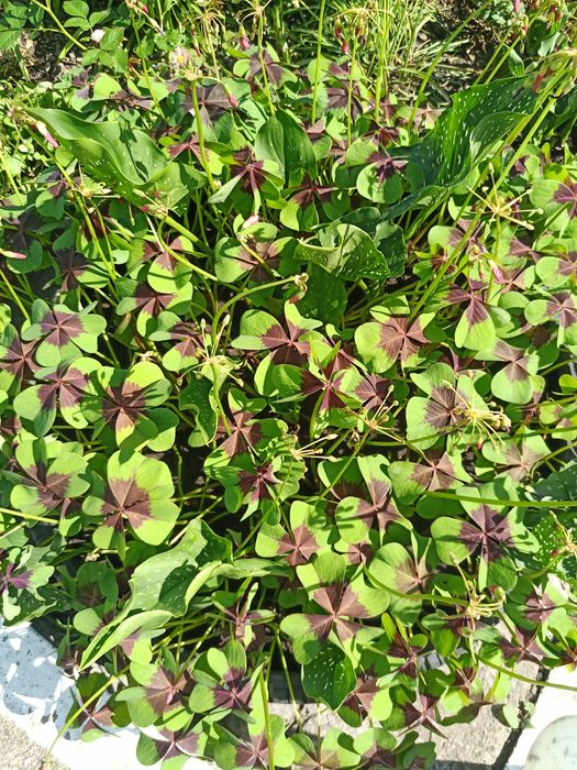 Киселиця,кислица( є багато інших квітів)