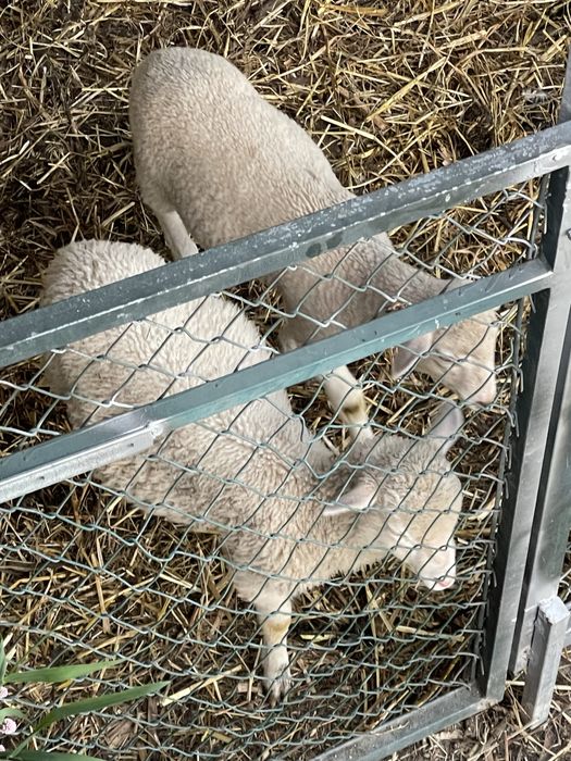 Anhos criados na quinta