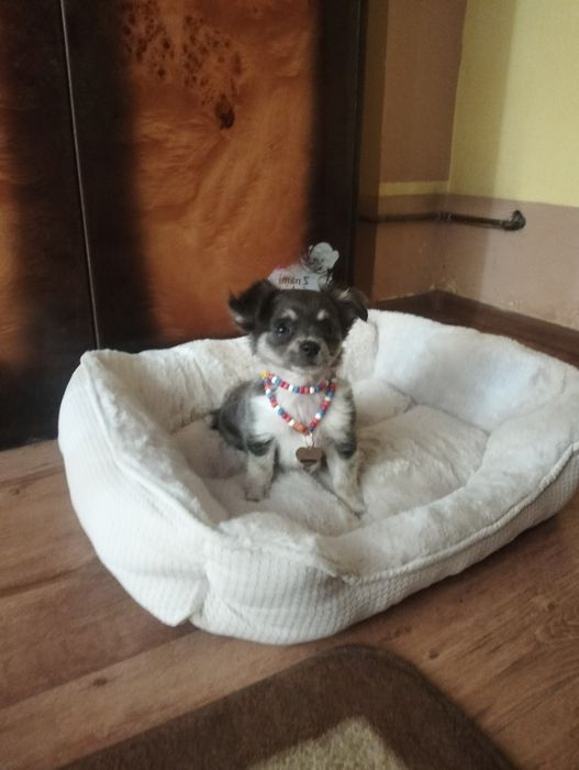 Śliczny liliowy piesek chihuahua