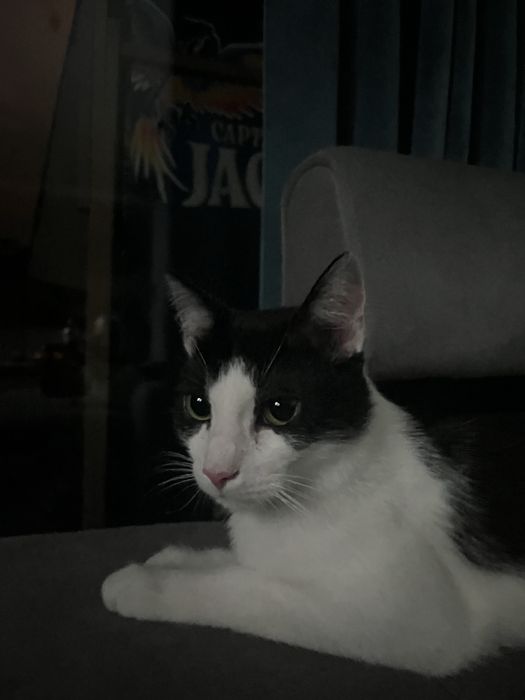 Kitek szuka domku
