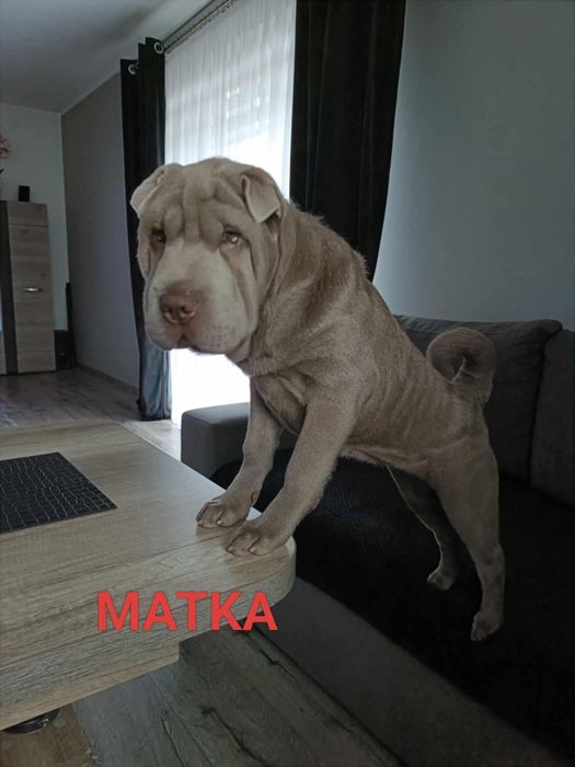 Shar Pei szczenię rodowód