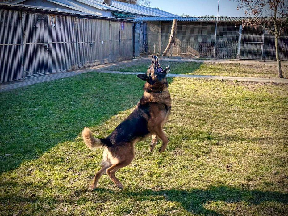 Borys - w typie Owczarek niemiecki; lubi wspólne spacery i aportowanie