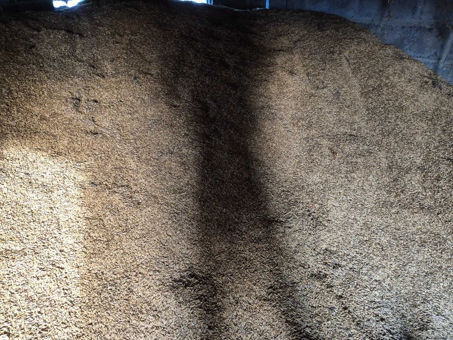 Sprzedam  owies  700zł