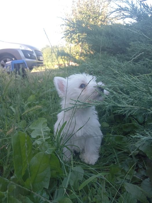 Suczka- West Highland White Terrier