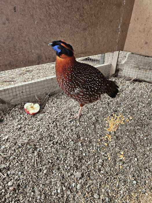 Sprzedam parę bazantów