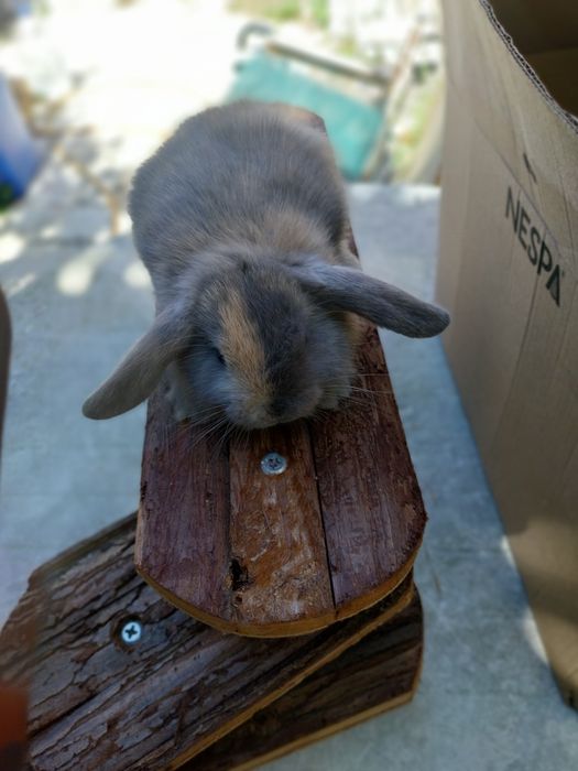 Coelhos anões cabeca de leão  /minilop/nederland dwarf