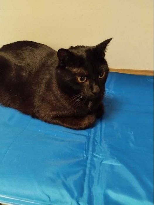 Mata Chłodząca dla Zwierząt Psów Kotów Wodoodporna Żelowa Legowisko