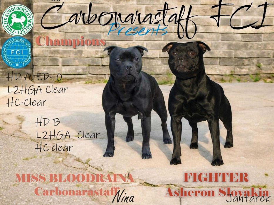 Staffordshire bull terrier staffik sbt zapowiedź