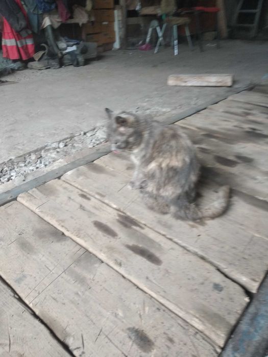 продам кошку крысолова