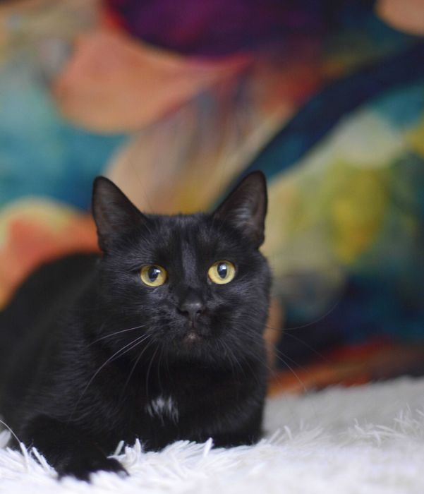 Niezwykła Psotka szuka domu