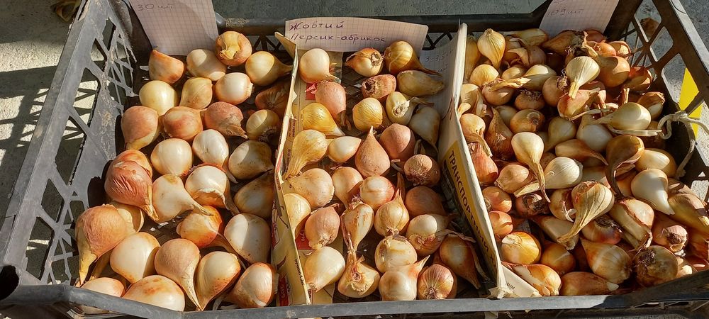 Цибулини домашніх сортових тюльпанів