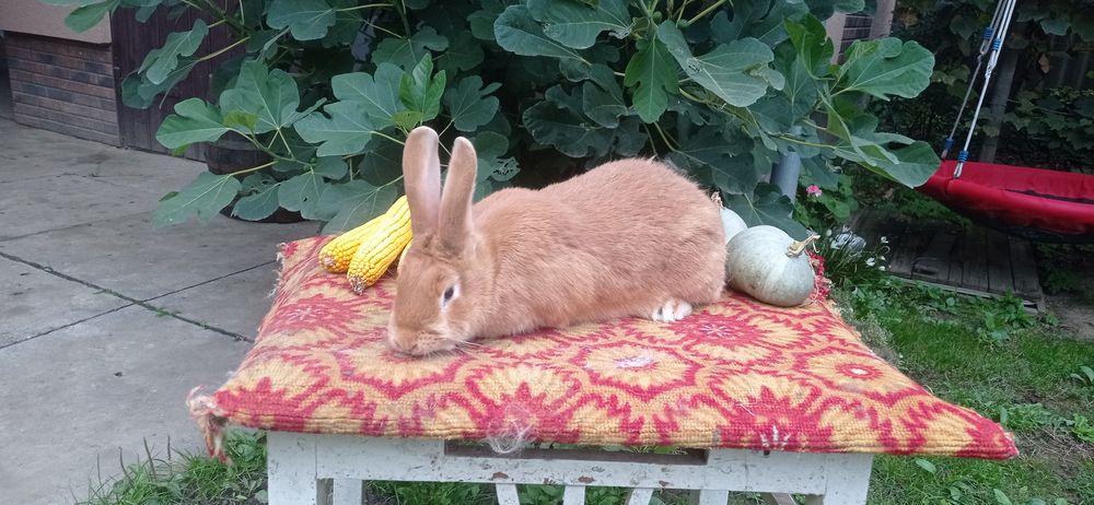Міняю кролики та кури на зерно