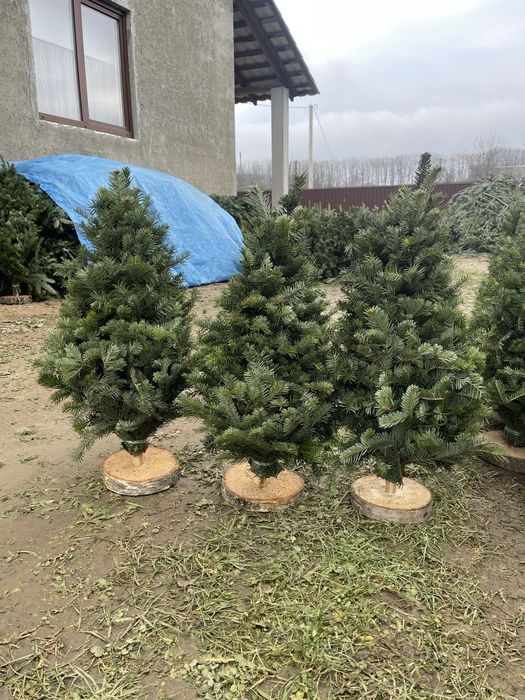 Ялинки плетені з живої хвої  30,50,70,100,120см