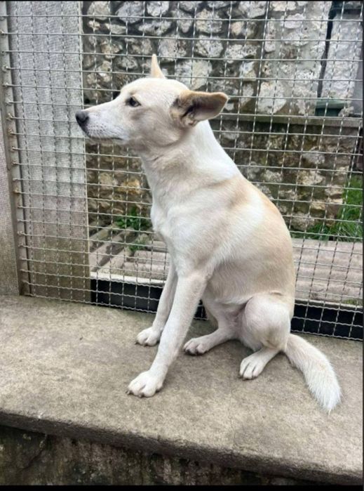 Найкраща родина для собачок, найдись