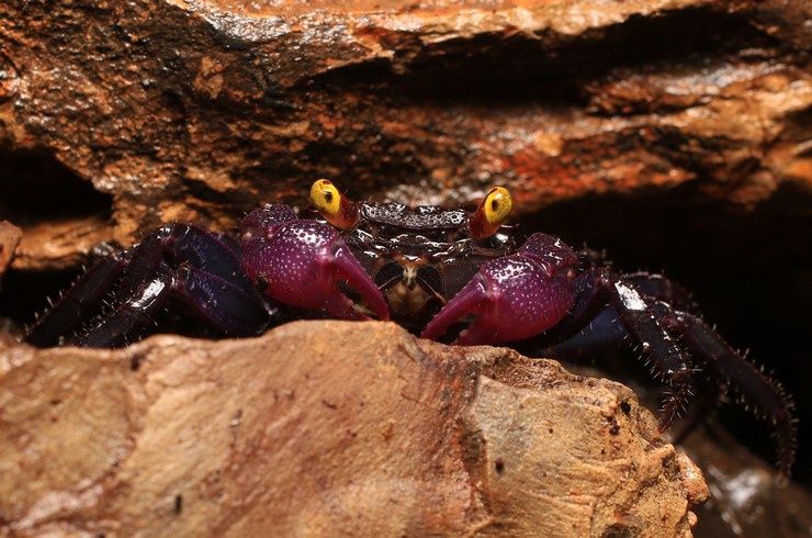 Продам Пара крабов Geosesarma Dennerle / краб вампир/.