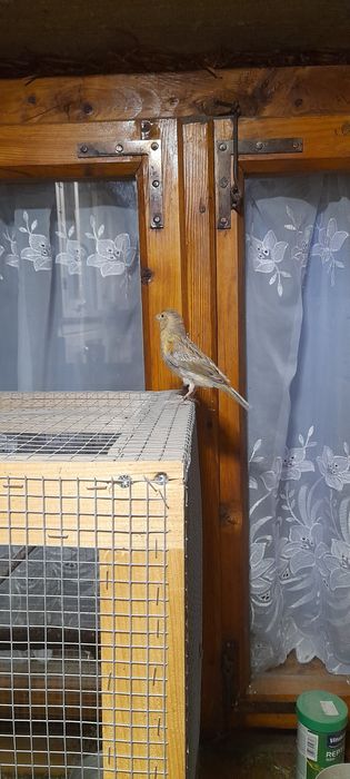 sprzedam młode kanarki