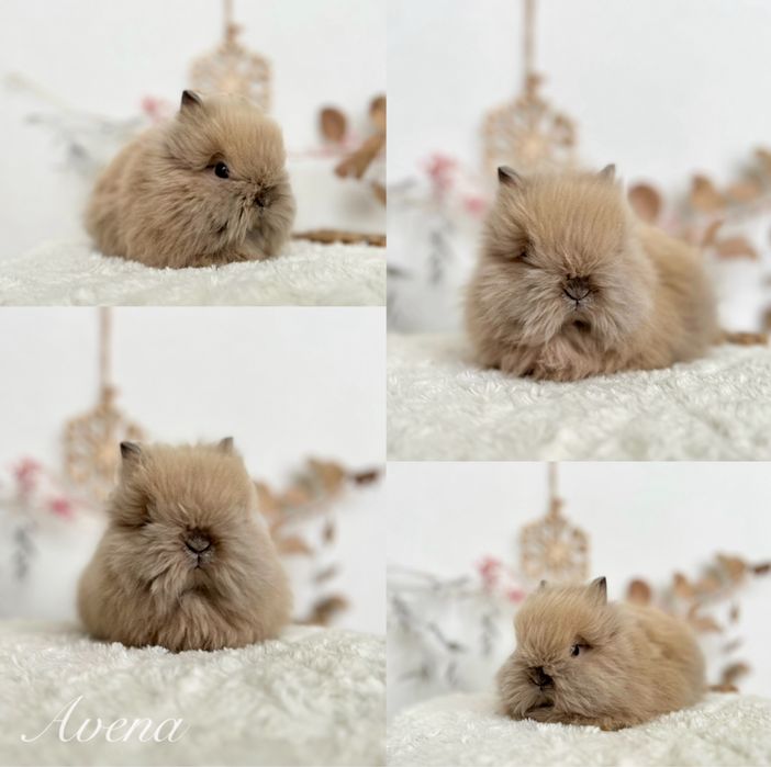 Króliczki Mini lop, Karzełki Teddy, Zarejestrowana hodowla