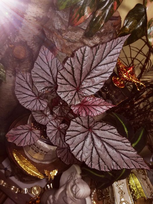 Begonia NoID ( Tingley Mallet ?) pink violet gwiezdna jak różowe UFO nie monstera variegata i philodendron